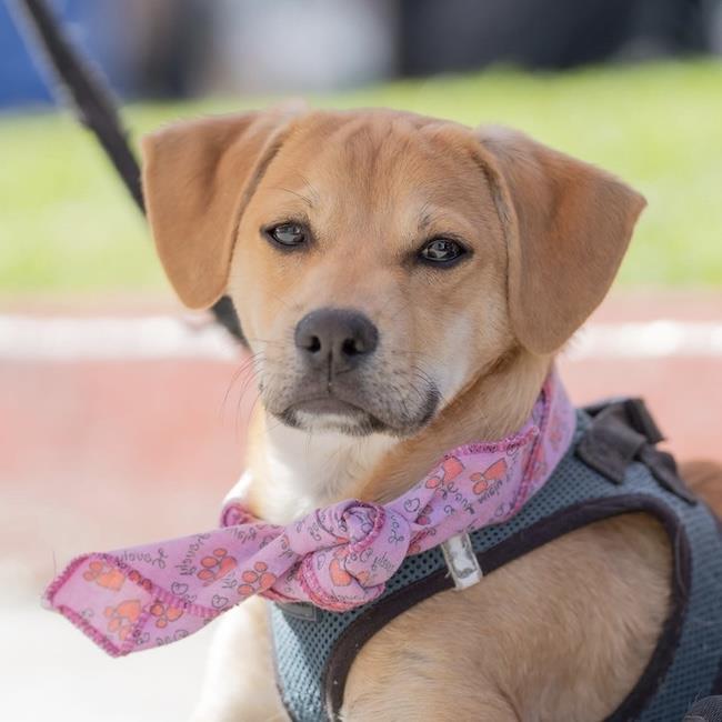 Louis Image