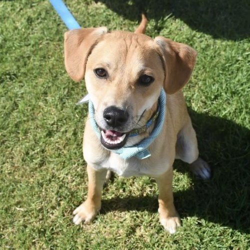 Louis, an adoptable Miniature Pinscher in San Diego, CA