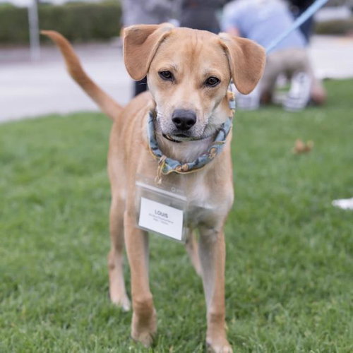 Louis, an adoptable Miniature Pinscher in San Diego, CA