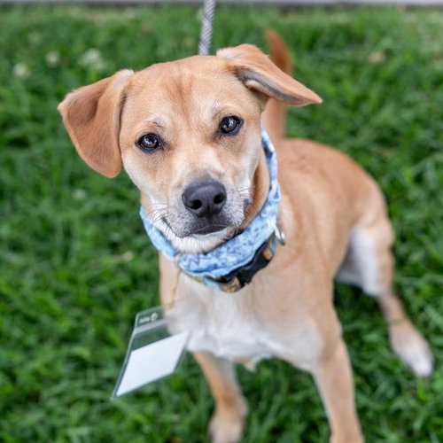 Louis, an adoptable Miniature Pinscher in San Diego, CA