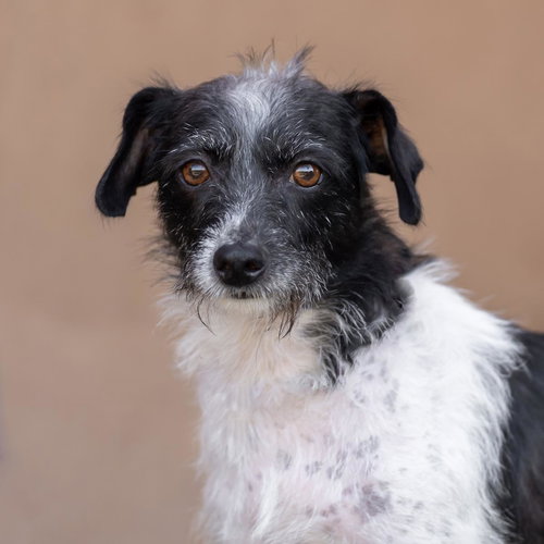 ETSY - Wirehaired Fox Terrier / Jack Russell Terrier available for adoption