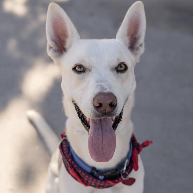 Cooper Dooper Image