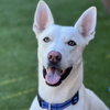 Cooper Dooper - Photo 2