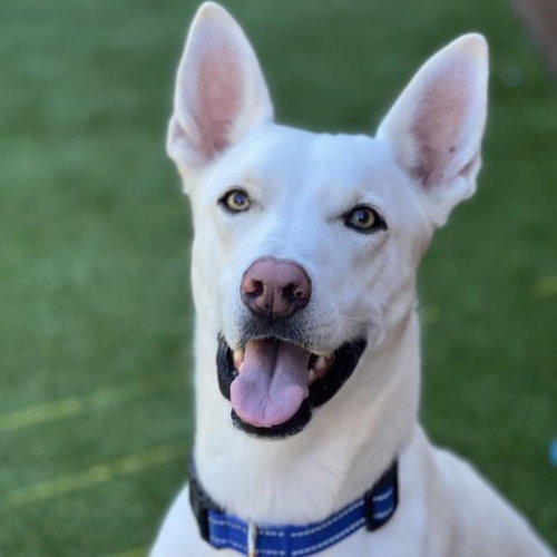 COOPER DOOPER - Shepherd available for adoption
