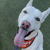 Cooper Dooper - Photo 3
