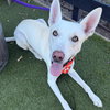 Cooper Dooper - Photo 4