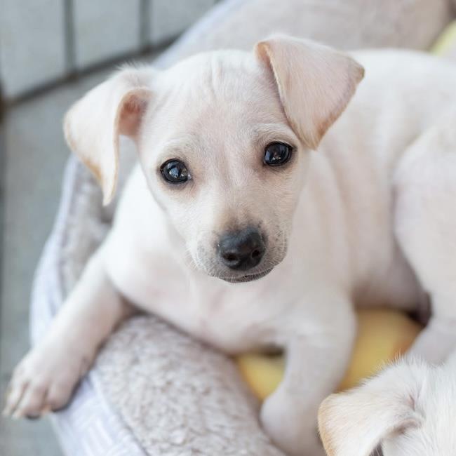 Juliet Pup - Verona Image