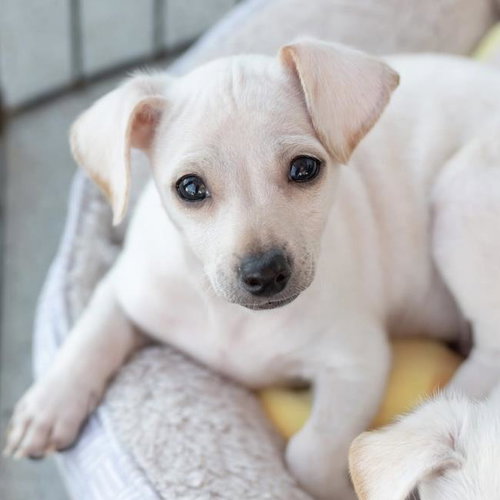 picture of the dog needing adoption