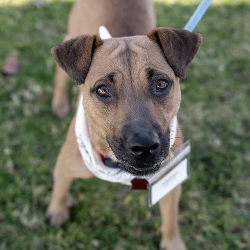 Fantasia - Adopted!, an adoptable Shepherd in San Diego, CA