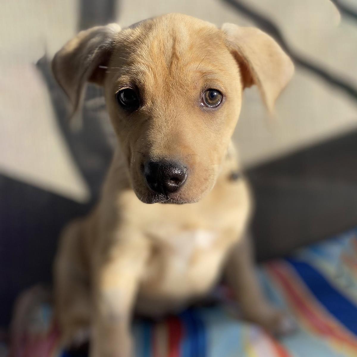 Florida Pup - Bok Image