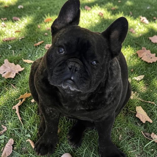 Kiddo - Adopted!, an adoptable French Bulldog in San Diego, CA