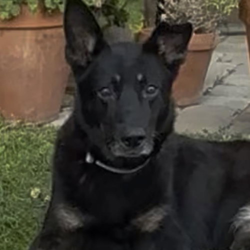SANTIAGO - (MEDICAL) - Shepherd available for adoption