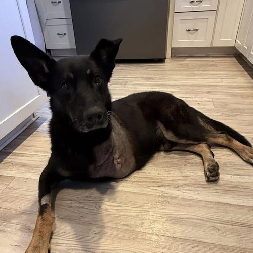 SANTIAGO - (MEDICAL) - Shepherd available for adoption