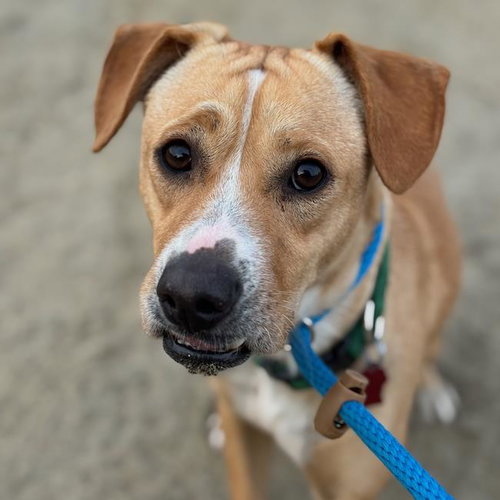 ROBBY - Labrador Retriever available for adoption