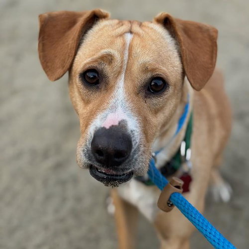 ROBBY - Labrador Retriever available for adoption
