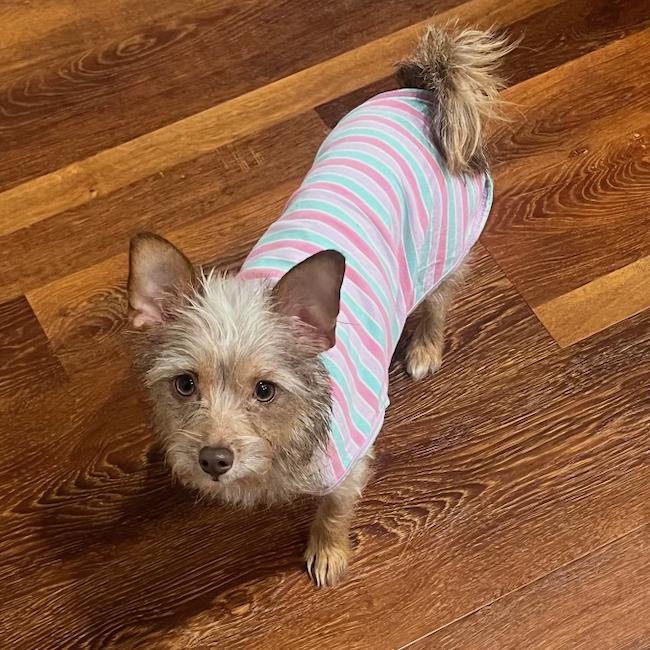 Terrier