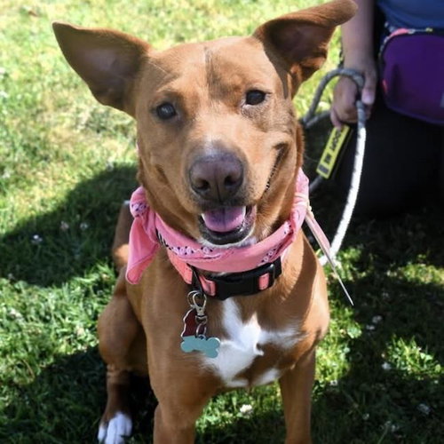 picture of the dog needing adoption
