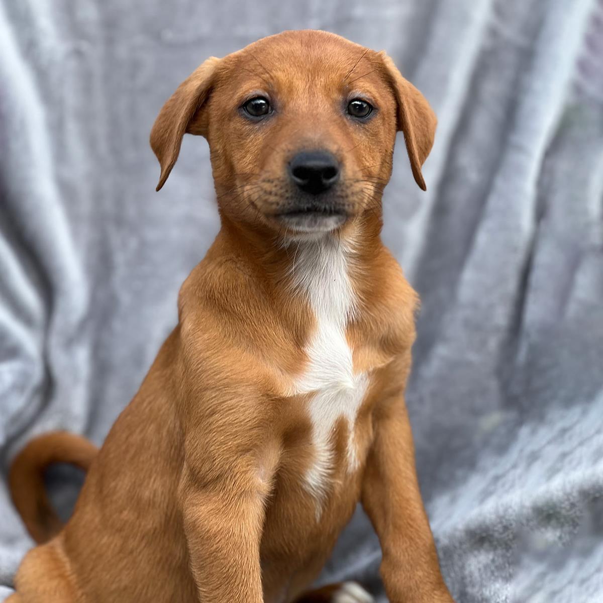 Brazil Pup - Colatina Image