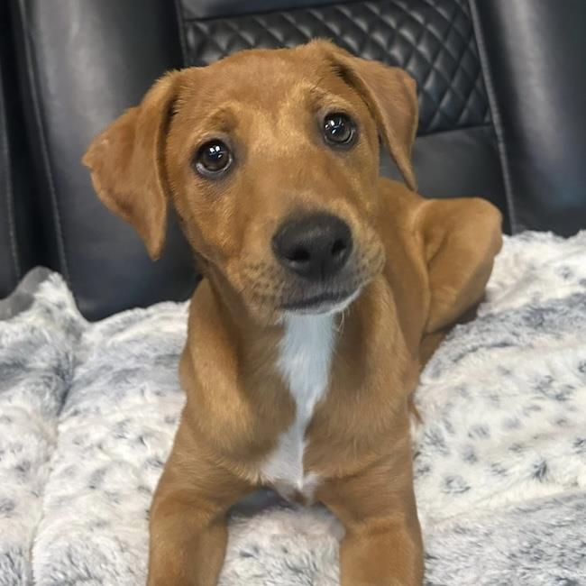 Brazil Pup - Colatina