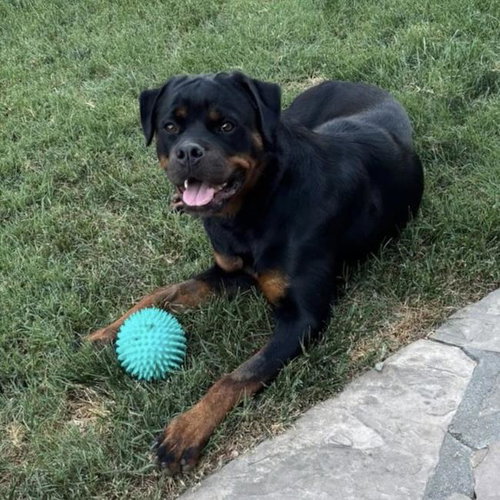 Cypress, an adoptable Rottweiler in San Diego, CA