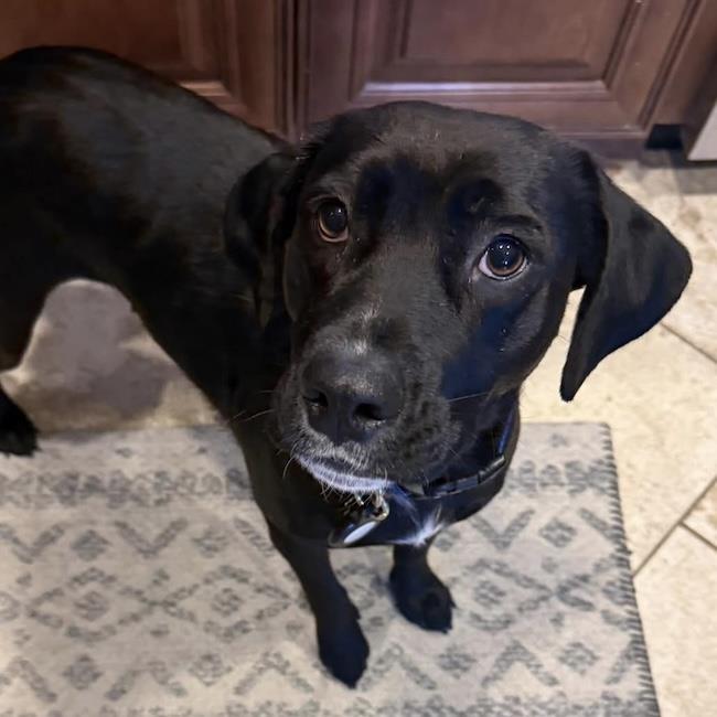 Labrador Retriever
