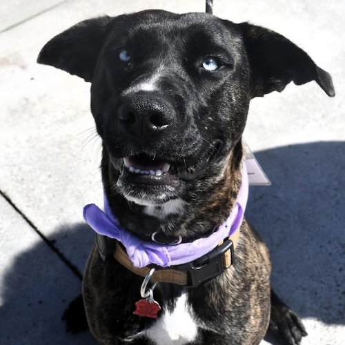 Tesero - Adopted!, an adoptable Shepherd in San Diego, CA