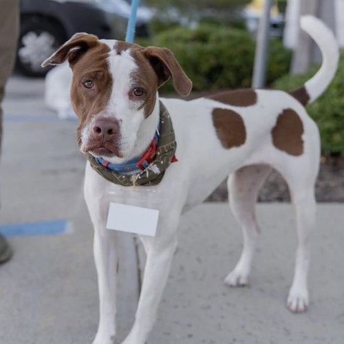 Louise, an adoptable Pointer in San Diego, CA