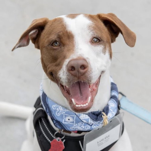Louise, an adoptable Pointer in San Diego, CA