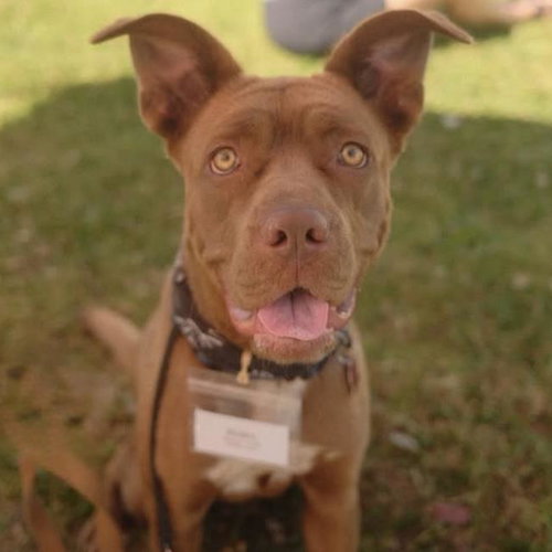 Rebel - Adopted!, an adoptable Terrier in San Diego, CA