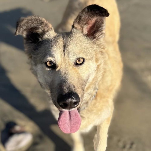 Jasper, an adoptable Shepherd in San Diego, CA