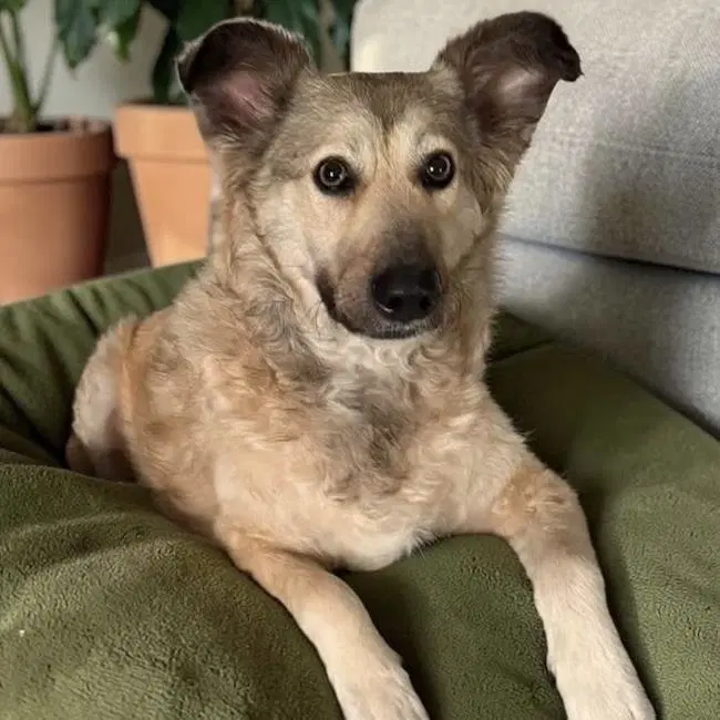 Jasper - Shepherd