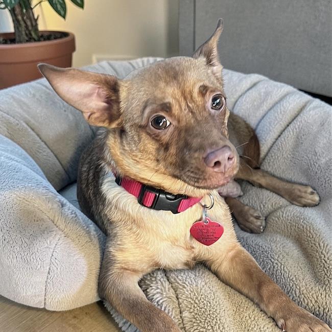 Chihuahua