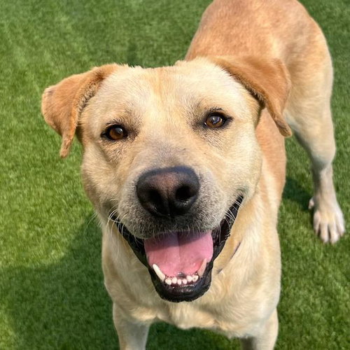 picture of the dog needing adoption