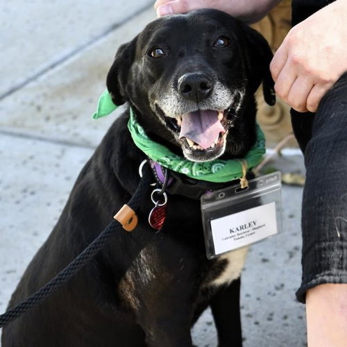 picture of the dog needing adoption