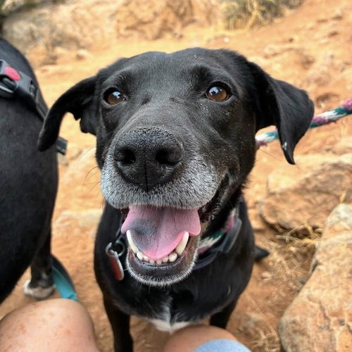 Karley, an adoptable Labrador Retriever in San Diego, CA