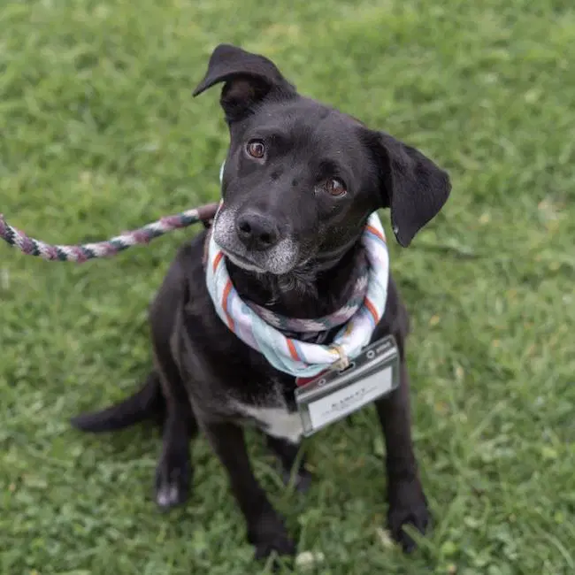 Karley - mixed breed