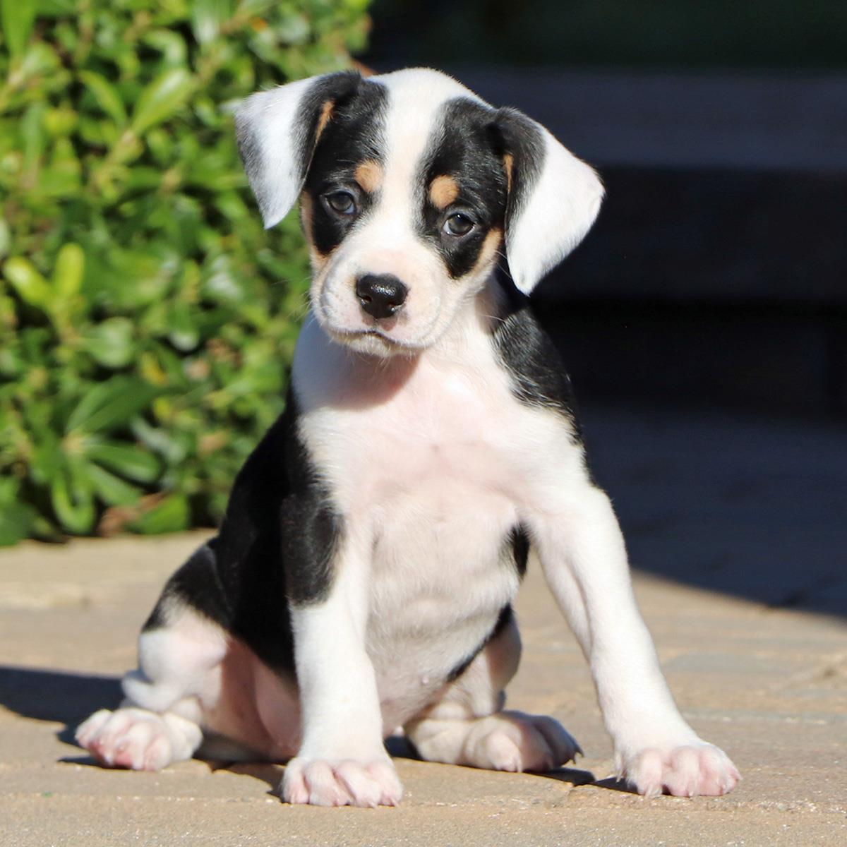 Lucky Pup - Charm