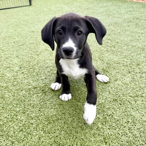 picture of the dog needing adoption