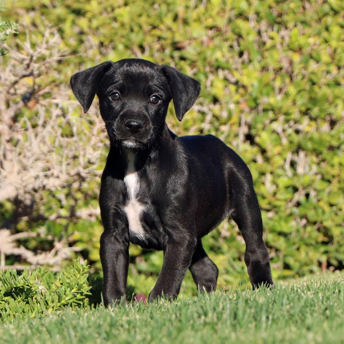 Lucky Pup - Karma