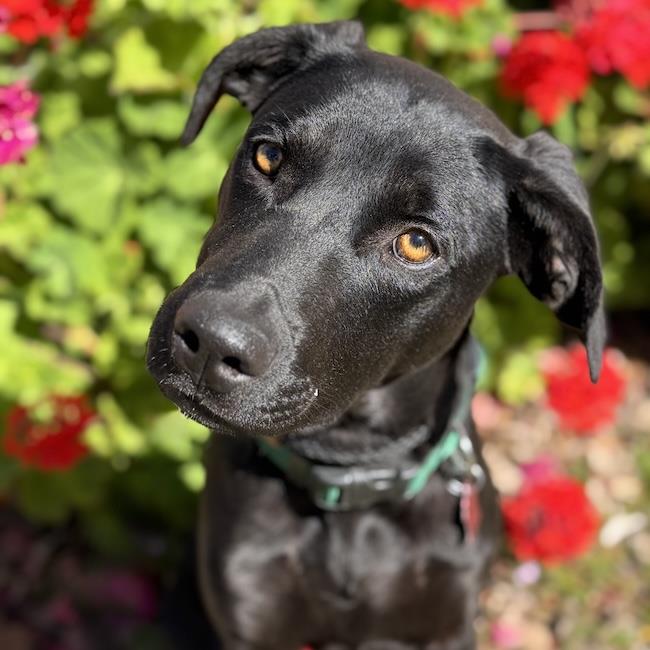 Labrador Retriever