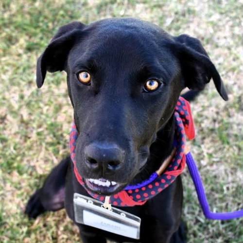 picture of the dog needing adoption