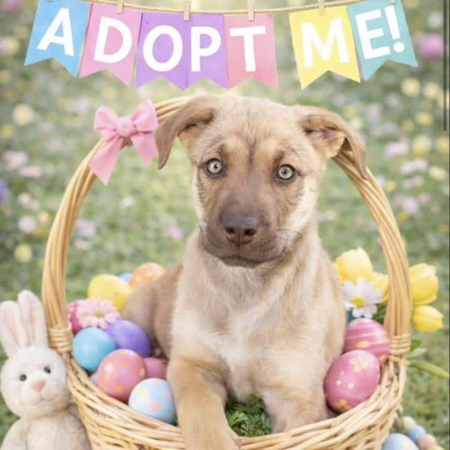 Scotland Pup - Boyle - Adopted!, an adoptable Labrador Retriever in San Diego, CA