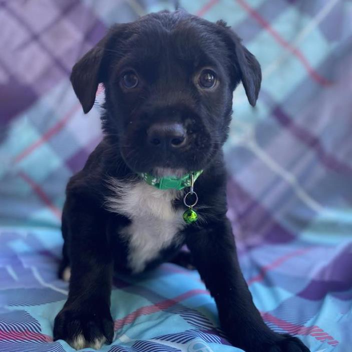 Scotland Pup - Scots