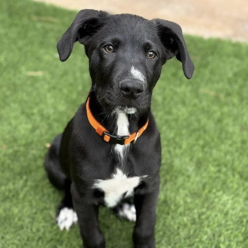 picture of the dog needing adoption