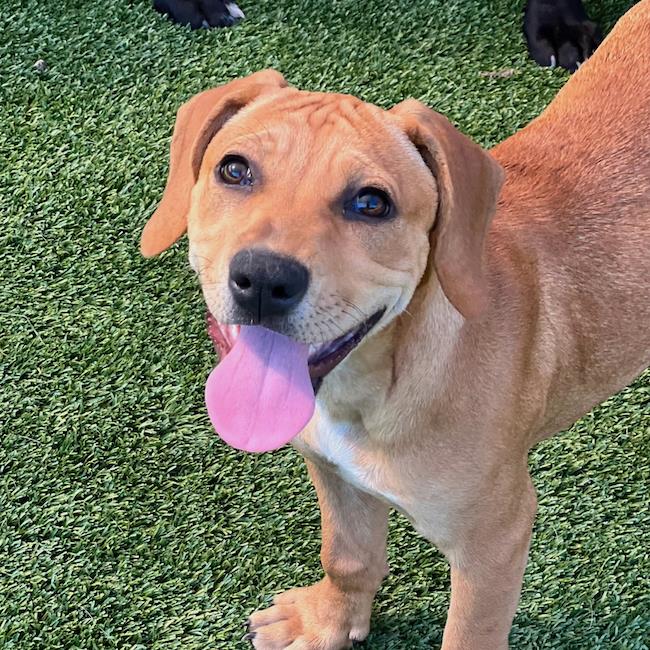 Labrador Retriever