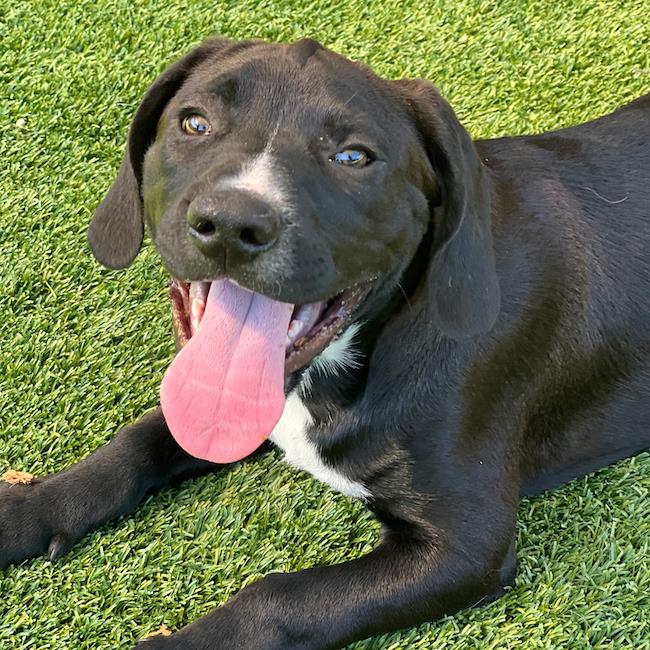 Labrador Retriever