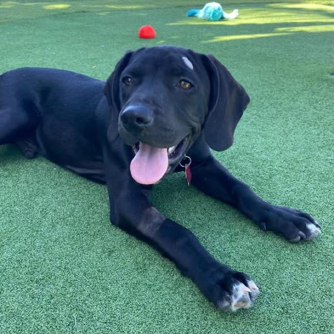 Labrador Retriever