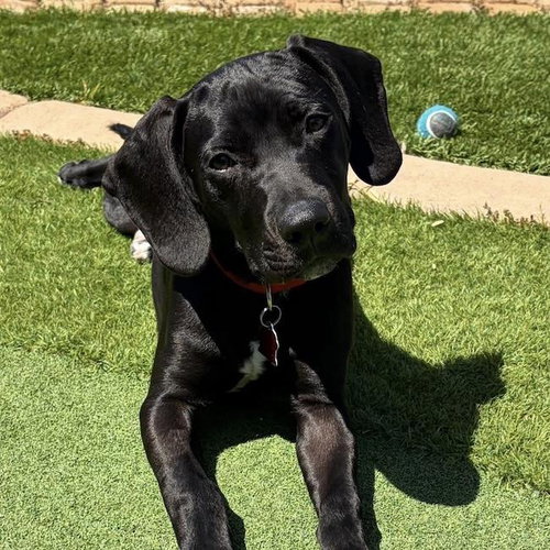 picture of the dog needing adoption