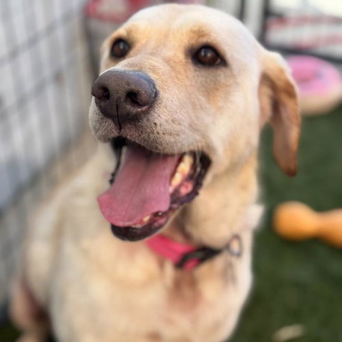 Jennie, an adoptable Labrador Retriever in San Diego, CA