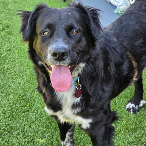Marty, an adoptable Flat-coated Retriever in San Diego, CA